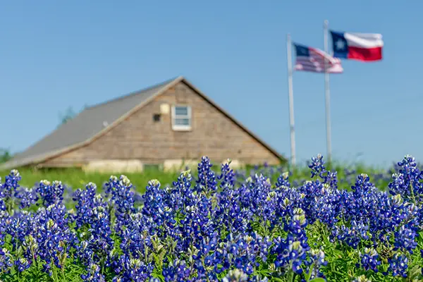 Bluebonnets with the American and Texas state flag in the background