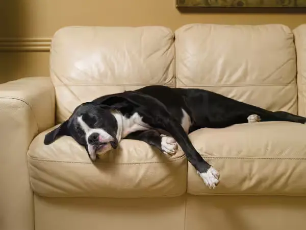 dog sleeping on couch