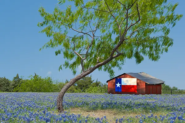 Field of Texas Bluebonnets with a barn painted with the Texas flag