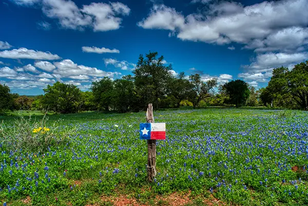 Field of bluebonnet wildflowers with a Texas state flag on a post in the center