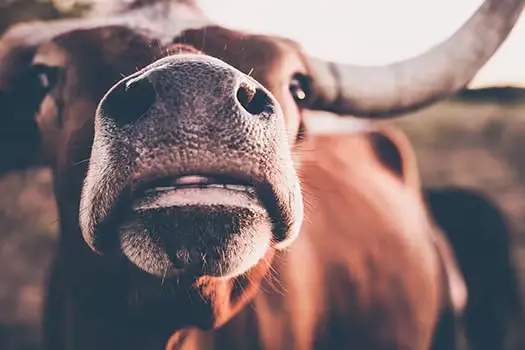 Texas longhorn cattle