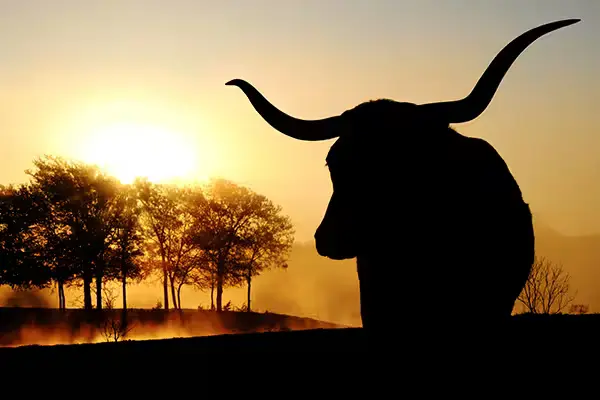 Texas longhorn cattle