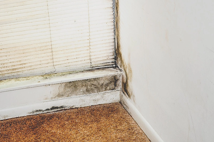 Combating Mold in the Winter Months